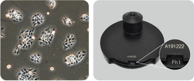 MSC-F43N Fluorescence Microscope